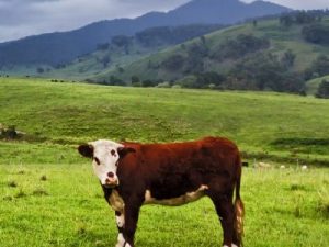 Crescator de animale